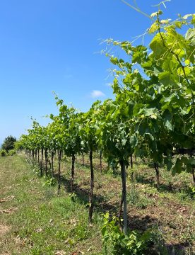 Wine Tour in Brattiro