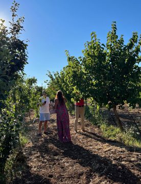 Wine Tour in Brattiro