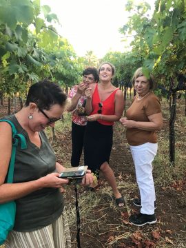 Wine Tour in Brattiro