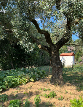 Walking, Food and Wine Tour in Calabria