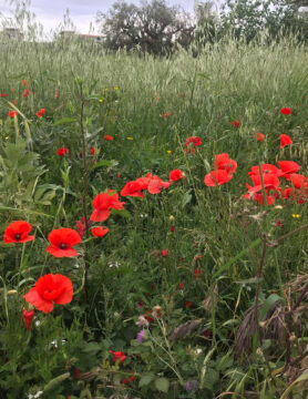 Walking, Food and Wine Tour in Calabria