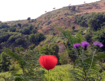 Walking, Food and Wine Tour in Calabria
