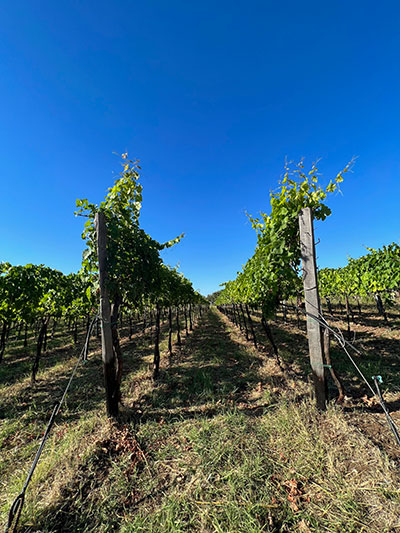 Walking, Food and Wine Tour in Calabria