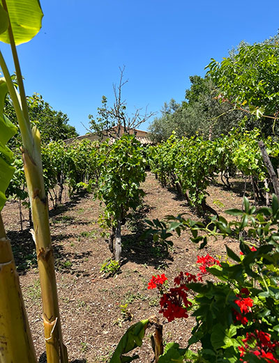 Walking, Food and Wine Tour in Calabria