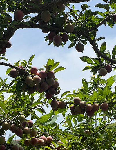 Walking, Food and Wine Tour in Calabria