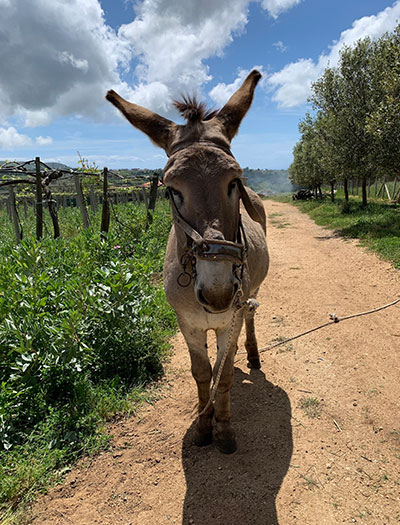 Walking, Food and Wine Tour in Calabria