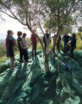 Olive trees and countryside landscape in Calabria