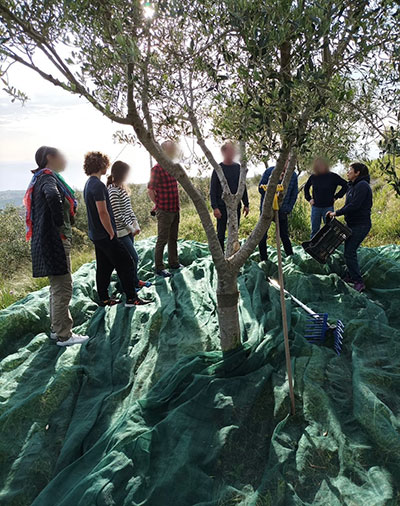 Olive trees and countryside landscape in Calabria
