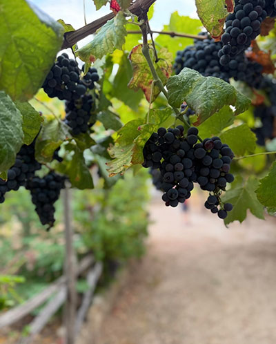 Close-up of olive branches in a traditional Calabrian grove