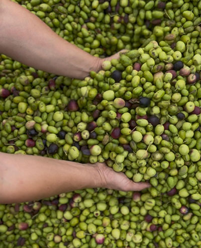Gathering freshly picked olives at a local olive oil mill in Calabria