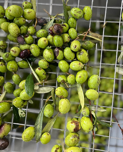Olives being pressed through the mill machinery for olive oil production