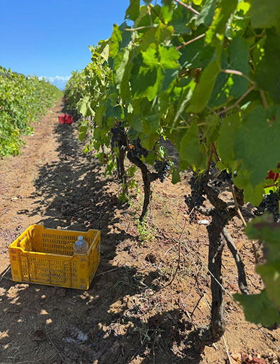 Rows of vineyards in Calabria’s rolling hills