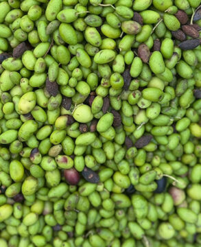 Olive oil tasting at a family-run olive grove in Calabria