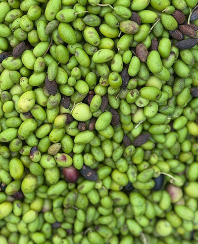 Olive oil tasting at a family-run olive grove in Calabria