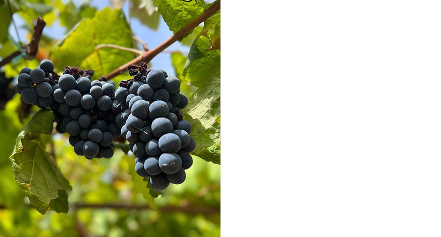 Private transfer to Lamezia Terme airport or train station for your onward journey.