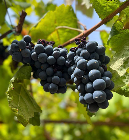 Photo A: Ripe grapes growing on the vine in a Calabrian vineyard

