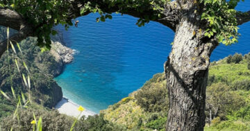 Turquoise sea with tree in foreground