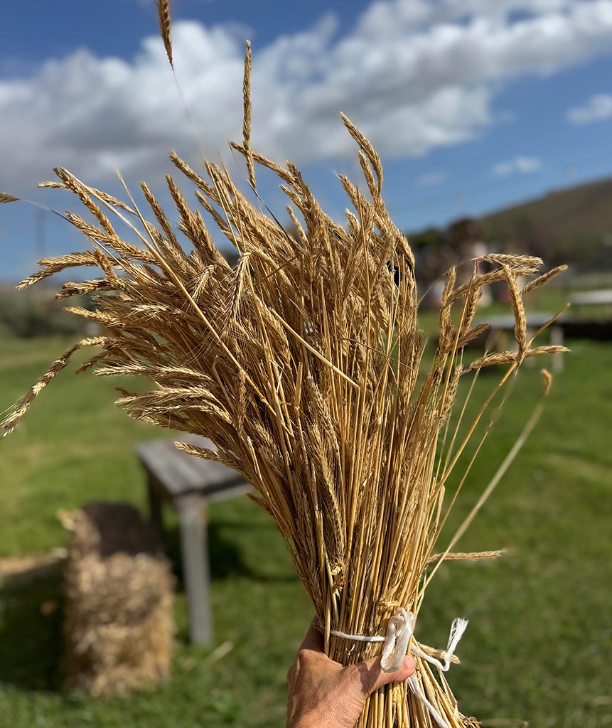 Handful of ancient grain harvested from the Calabrian countryside
