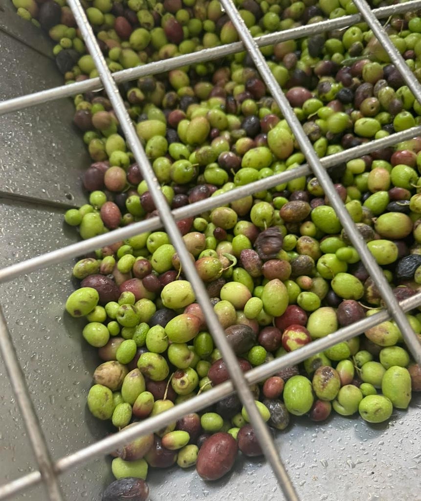 Fresh olives during a guided olive oil visit in Calabria